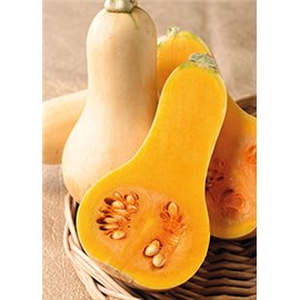 CALABAZA