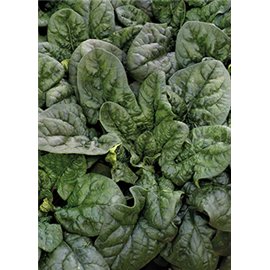 ESPINACAS Y TETRAGONIAS