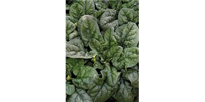 ESPINACAS Y TETRAGONIAS