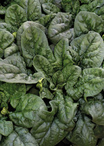 ESPINACAS Y TETRAGONIAS