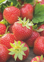 FRESONES Y FRESAS DEL BOSQUE