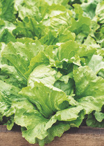 LECHUGA