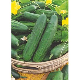 PEPINOS Y PEPINILLOS