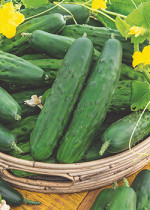 PEPINOS Y PEPINILLOS