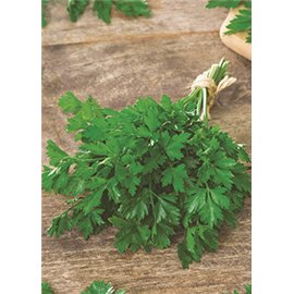 PEREJILES, CILANTROS Y COENTROS