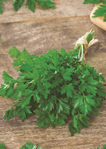 PEREJILES, CILANTROS Y COENTROS