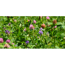 Coberturas vegetales