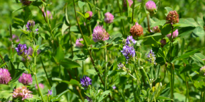 Coberturas vegetales