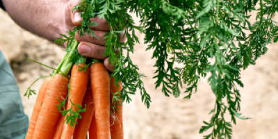 Hortícolas híbridos F1