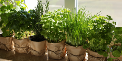 Aromáticas e medicinais