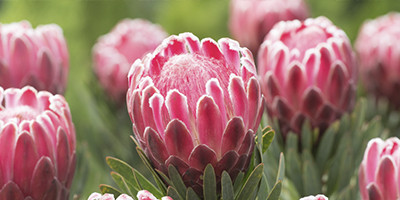 Proteas