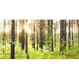Arbres