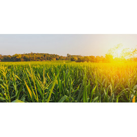 Corn silage