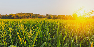 Corn silage
