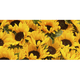 Sunflower and sorghum grain