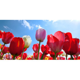 Cajas expositoras y envases