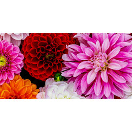 Cajas expositoras y envases