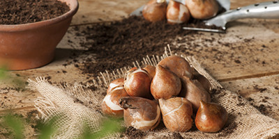 Cofres de bulbos de otoño