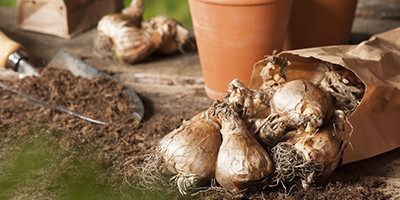 Cofres de bolbos de primavera