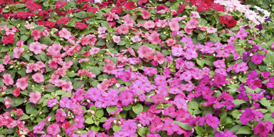 Flower seeds
