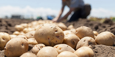 Pommes de terre