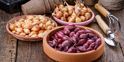 Cebollas, ajos y espárragos